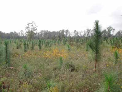 Longleaf pine planting - Glendale Memorial Nature Preserve