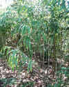 arrow bamboo