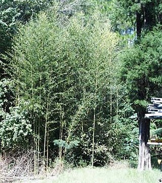 bamboo stand