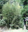 yellow groove bamboo