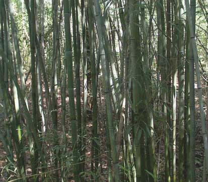 insdie a bamboo stand