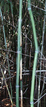 yellow groove bamboo with large crook